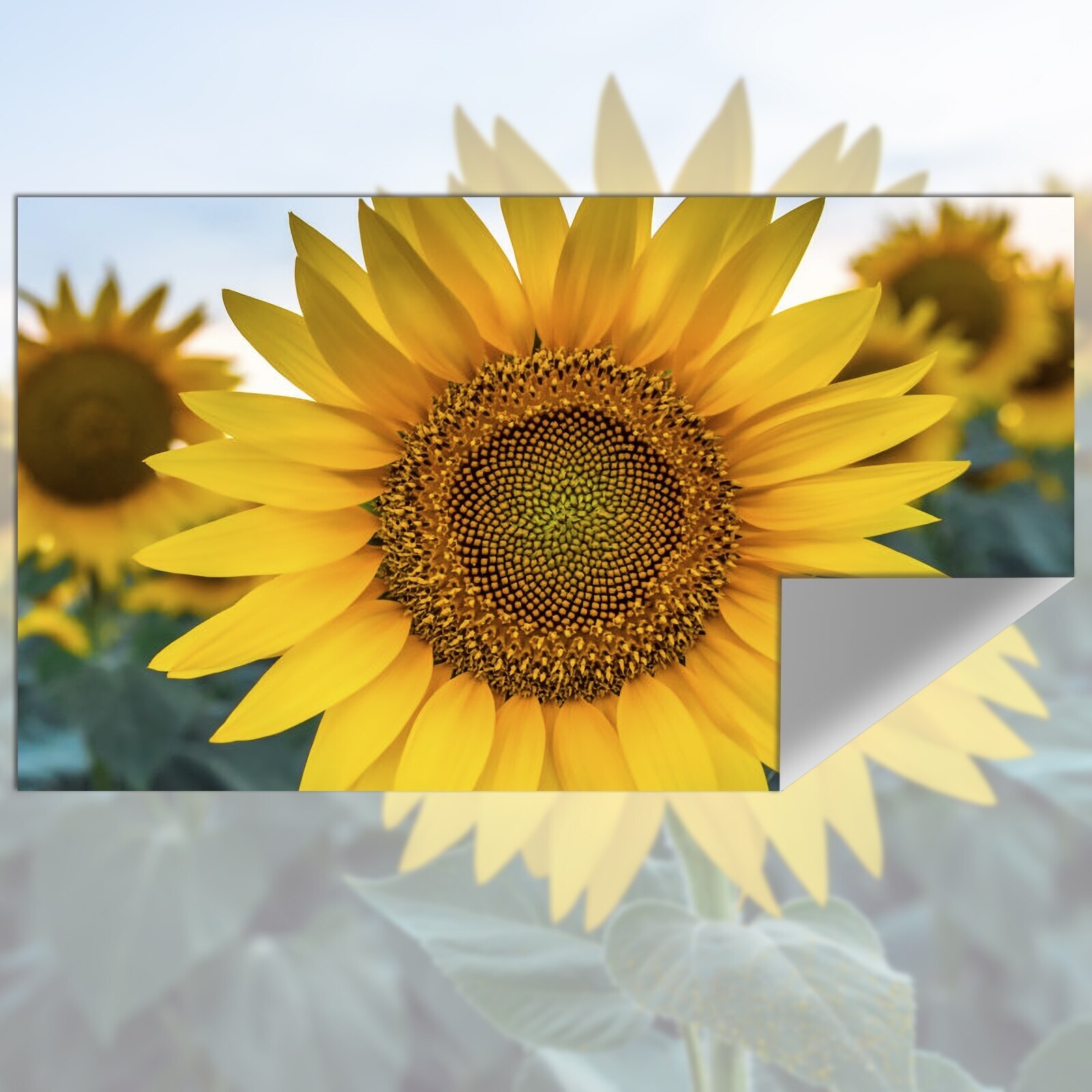 Projection Screen Reflective F - Slide Film 120 评论和价格